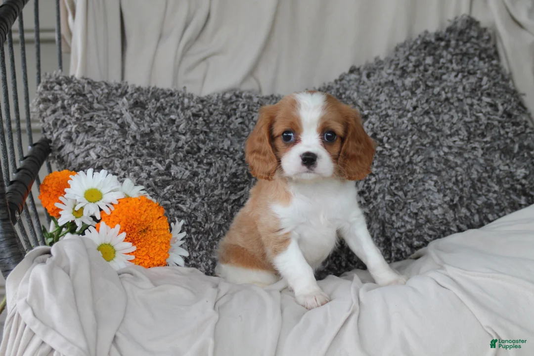 Cavalier King Charles Spaniel dogs for sale: Princess - Ad 1