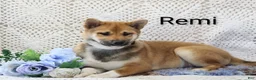 Shiba Inu dogs for sale: Remi - Ad 3