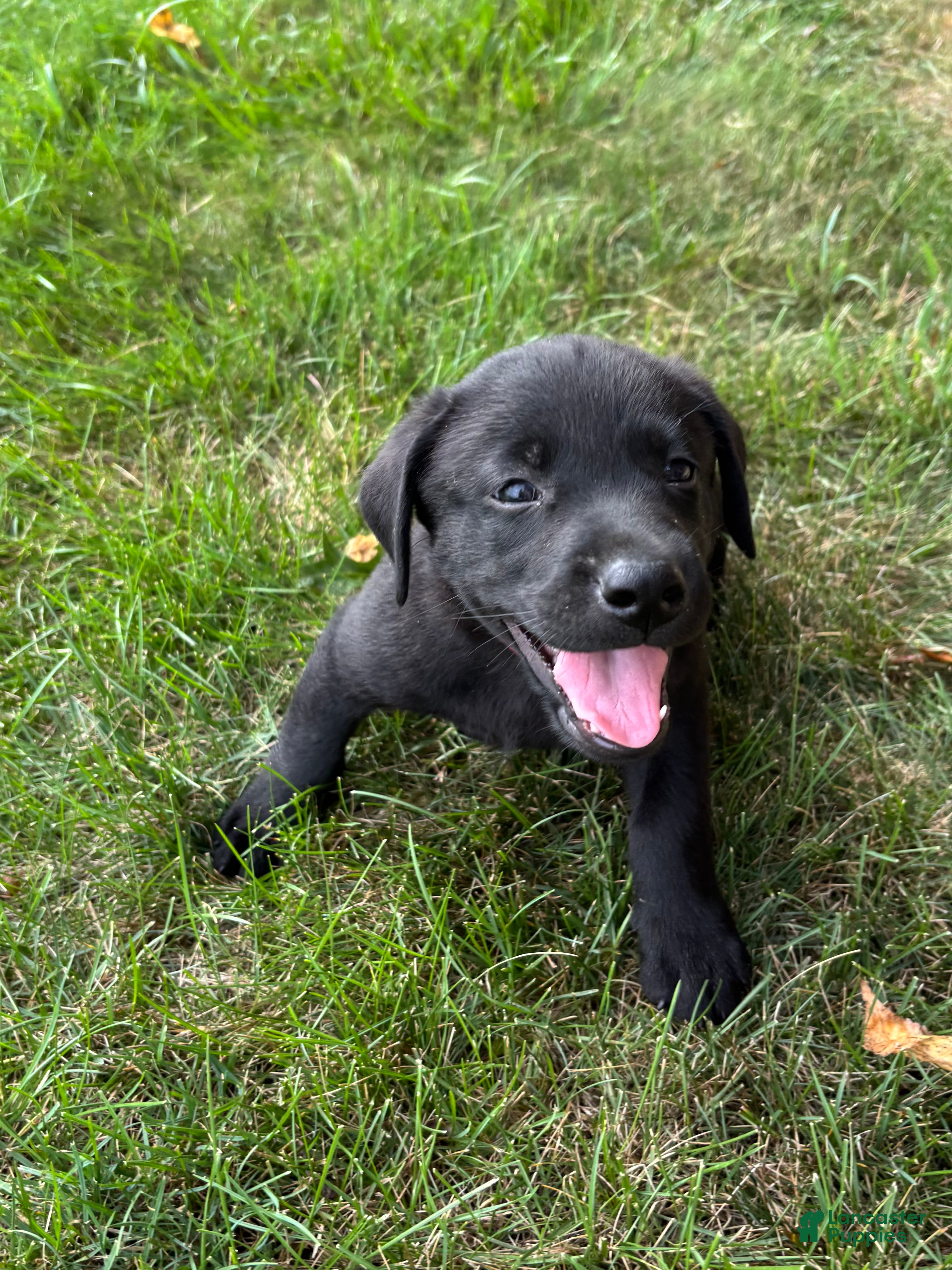 Labrador Retriever dogs Bruno - Ad 1