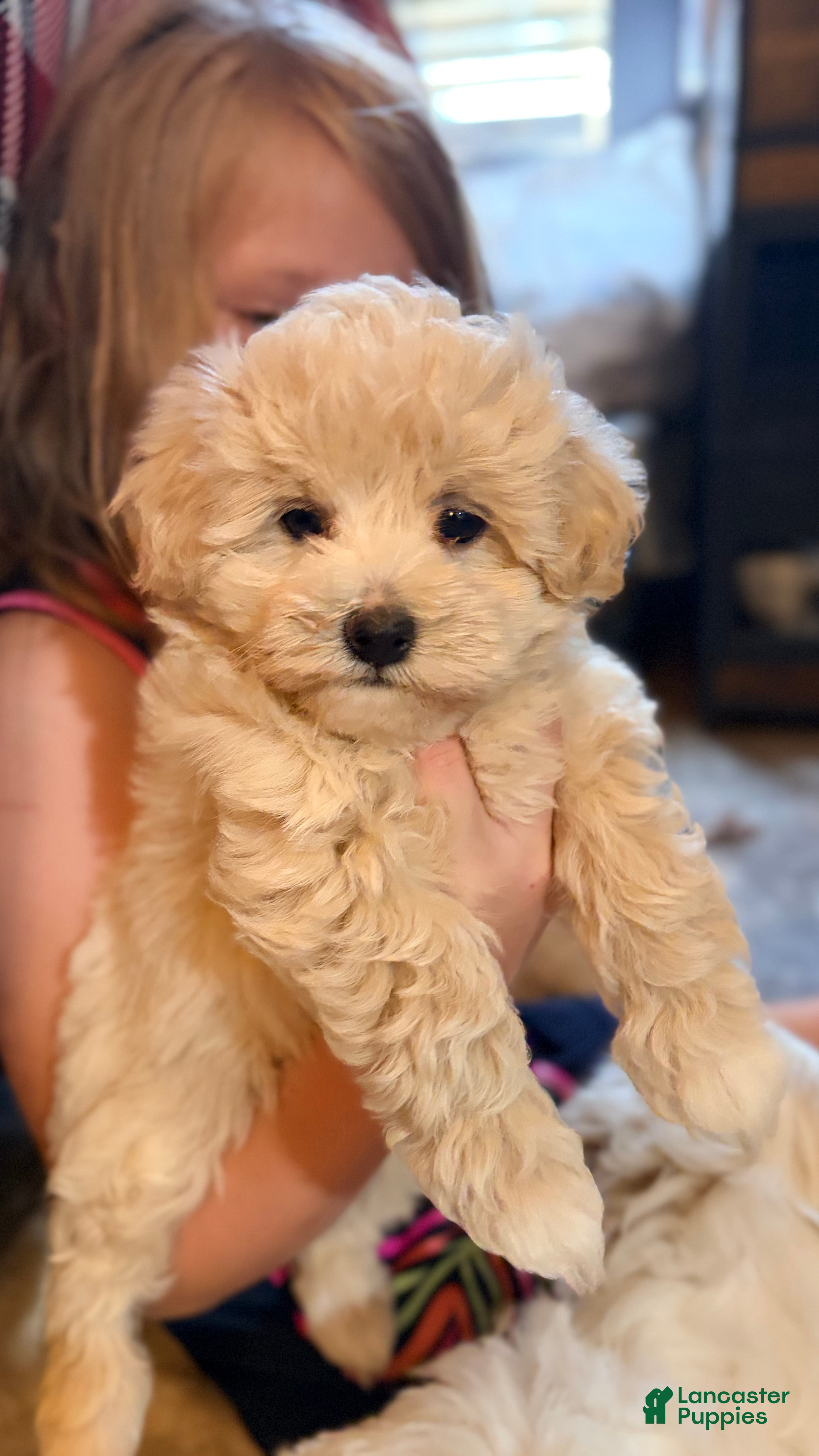 Maltipoo dogs Star - Ad 2
