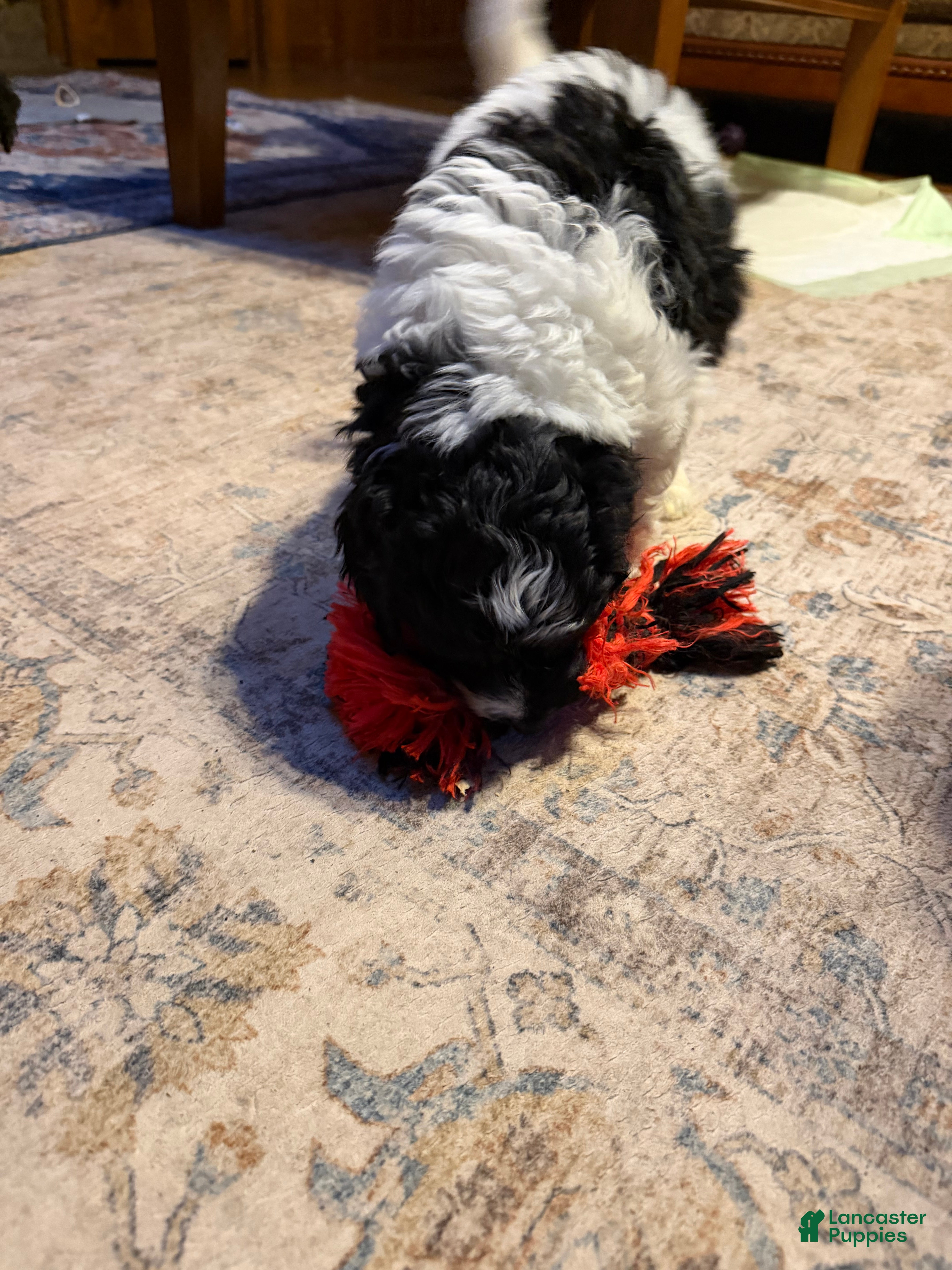 Aussiedoodle dogs Rizzo - Ad 2