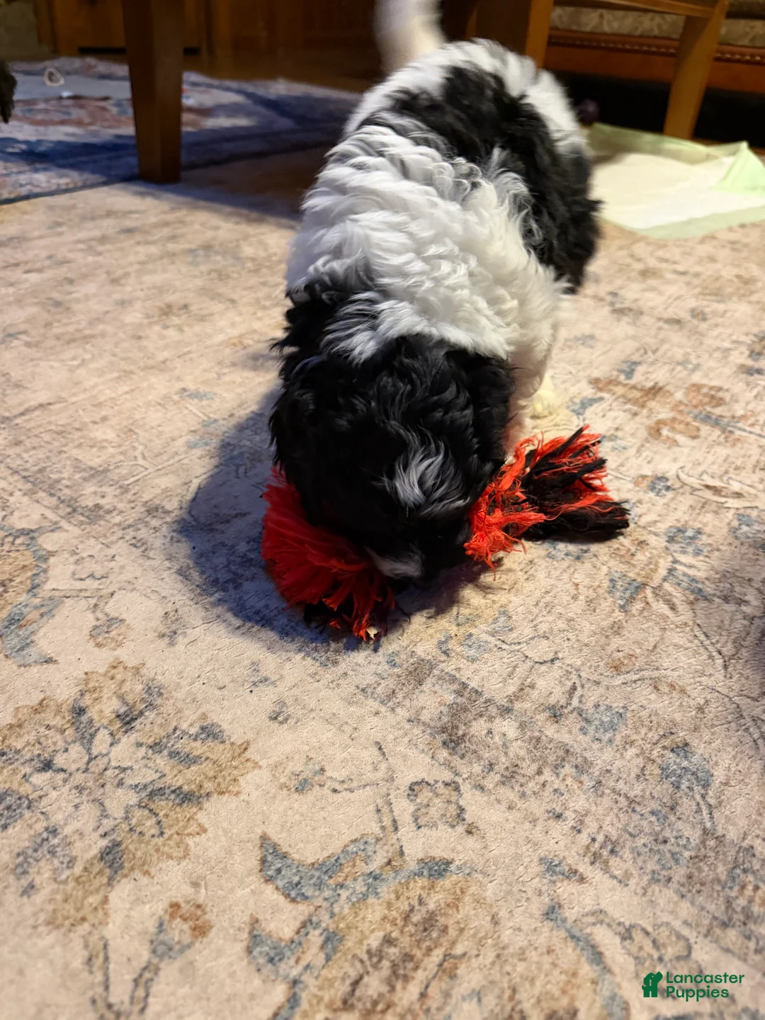 Aussiedoodle dogs for sale: Rizzo - Ad 2