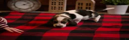 Basset Hound dogs for sale: Daisy - Ad 5