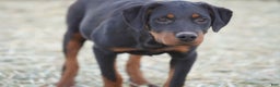 Rottweiler dogs for sale: Raja M1 - Ad 6