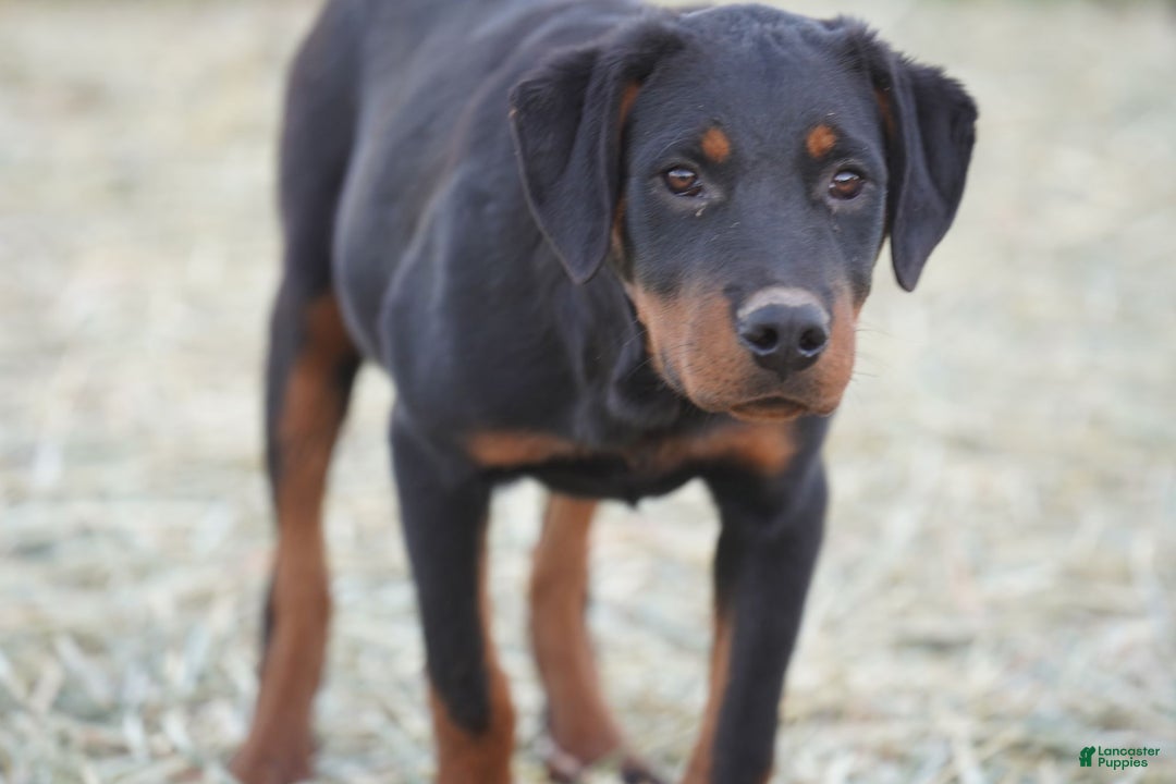 Rottweiler dogs for sale: Raja M1 - Ad 6