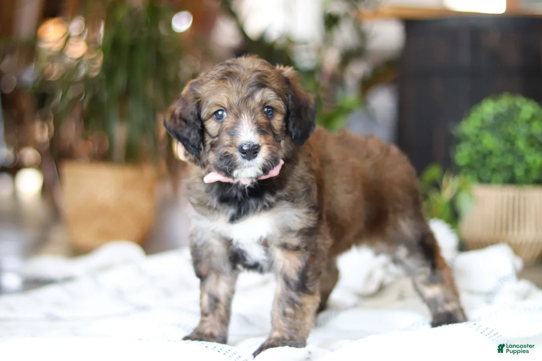 Bernedoodle dogs for sale: Charm - Ad 5