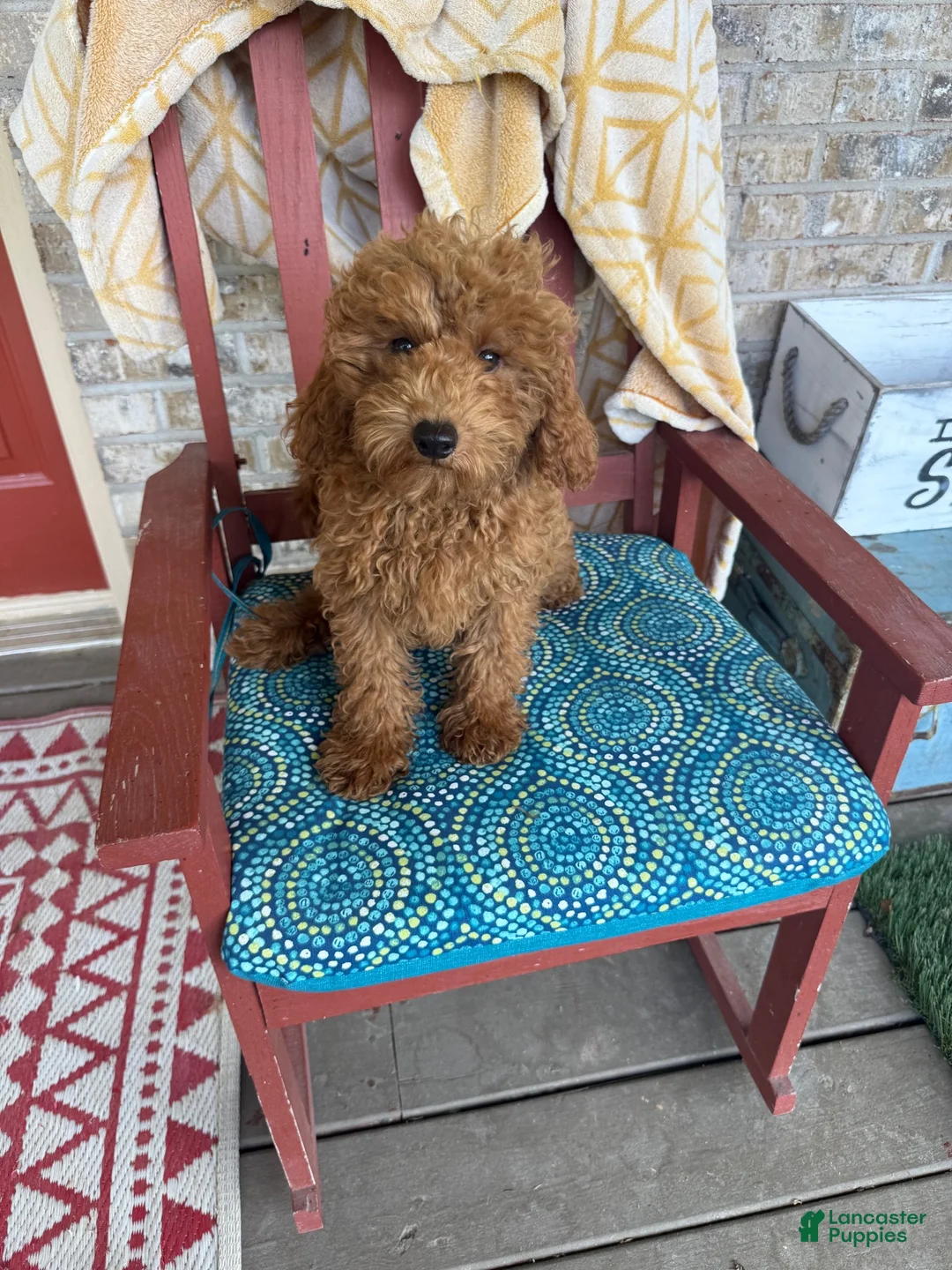 Mixed Breed dogs for sale: Terri - Ad 2