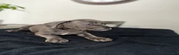 Mixed Breed dogs for sale: Grey 2 - Ad 8