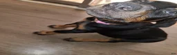 Doberman Pinscher dogs for sale: Doberman Pinscher Puppy 2 - Ad 3