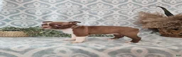 Boston Terrier dogs for sale: Roxy - Ad 3