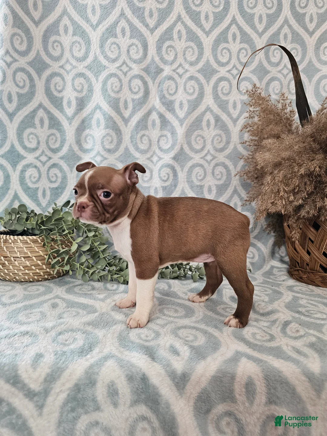 Boston Terrier dogs for sale: Roxy - Ad 3