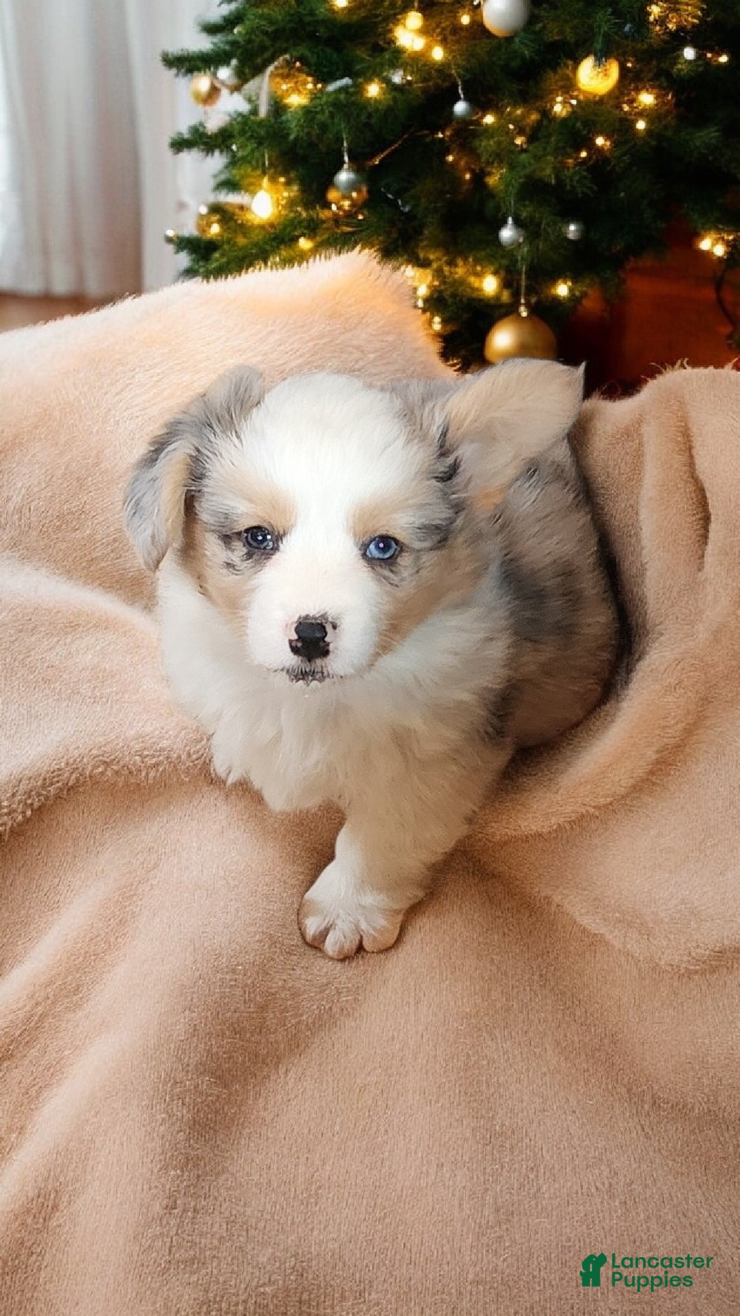 Welsh Corgi Pembroke dogs for sale: Merlin Fluffy Merle - Ad 13