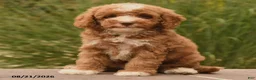 Cockapoo dogs for sale: Oliver - Ad 4