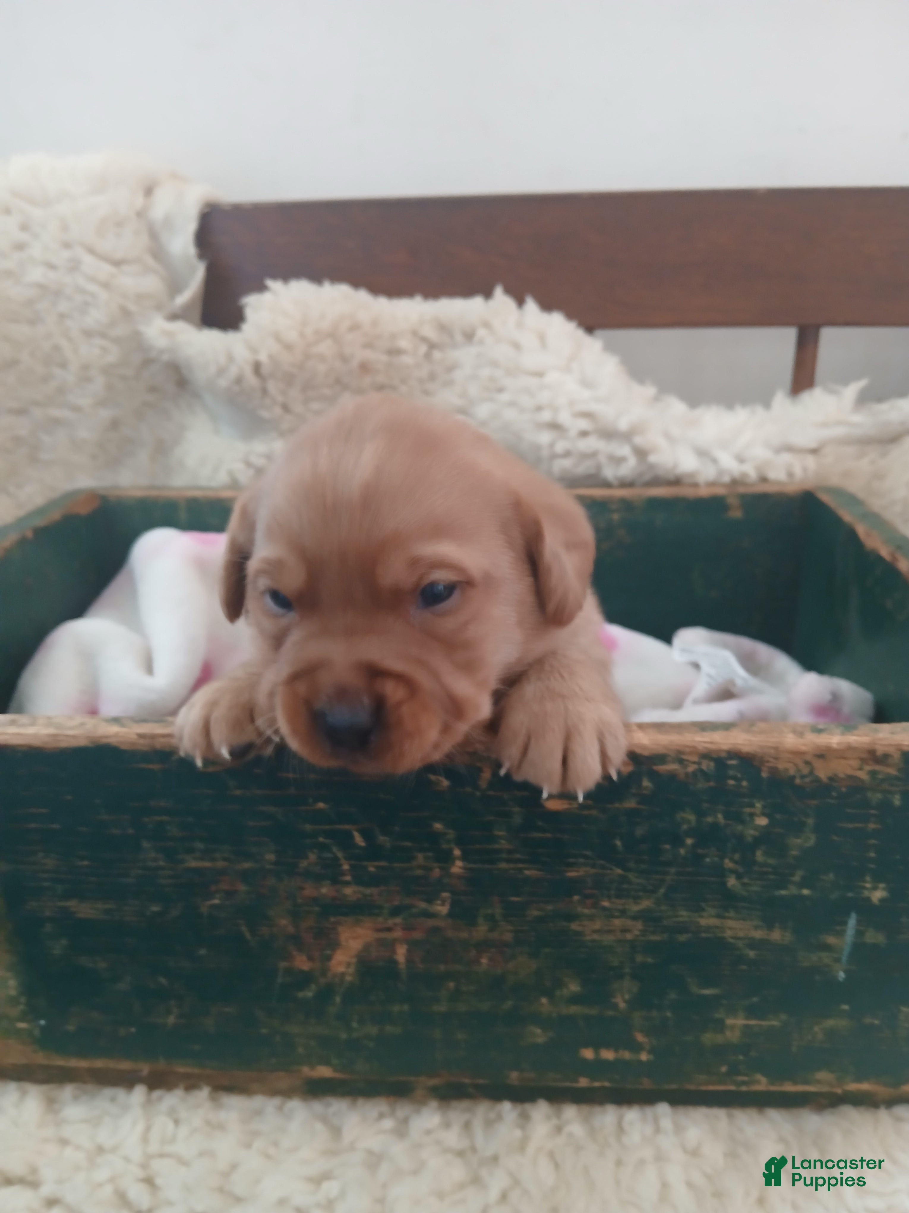 Labrador Retriever dogs Button - Ad 23