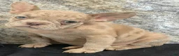French Bulldog dogs for sale: Ava Female AKC French Bulldog - Ad 7
