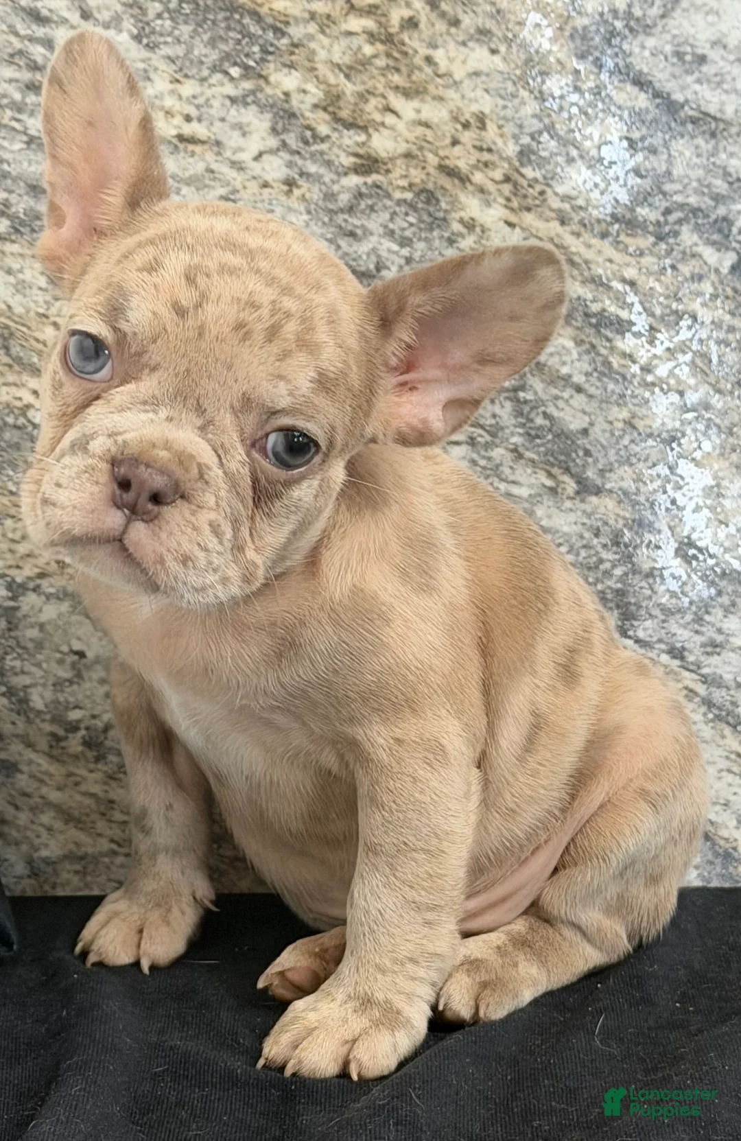 French Bulldog dogs for sale: Ava Female AKC French Bulldog - Ad 7