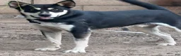 Pitsky dogs for sale: Pitsky 1 - Ad 11