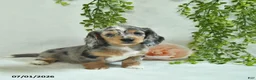 Miniature Dachshund dogs for sale: Gloria  - Ad 4