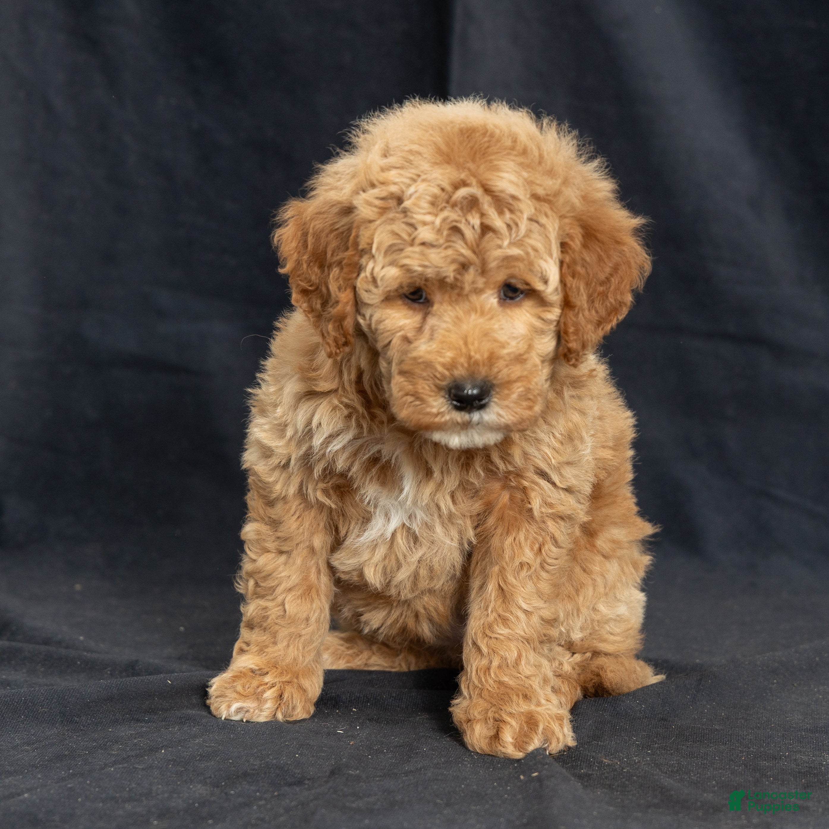 Mini Goldendoodle dogs Natalie - Ad 29