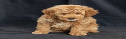 Mini Goldendoodle dogs for sale: Natalie - Ad 1