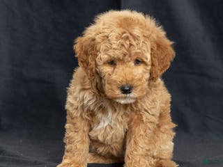 Mini Goldendoodle dogs Natalie - Ad 29