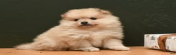 Pomeranian dogs for sale: Chase - Ad 2