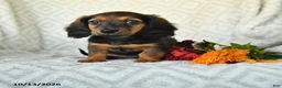 Miniature Dachshund dogs for sale: Dolly - Ad 1