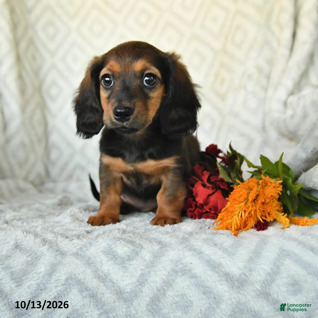 Miniature Dachshund dogs for sale: Dolly - Ad 1