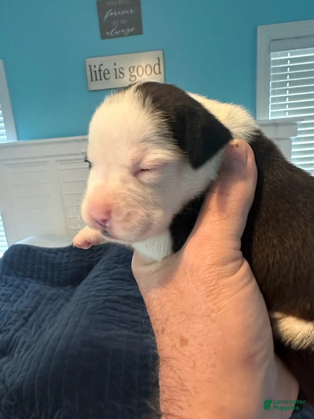 Boxer dogs for sale: Porsche - Ad 3