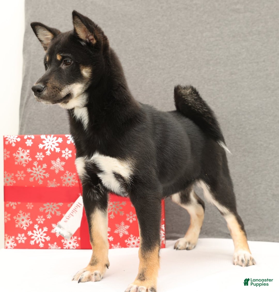 Shiba Inu dogs for sale: Ender - Ad 7