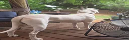 Dogo Argentino dogs for stud: FOR STUD SERVICES  - Ad 5