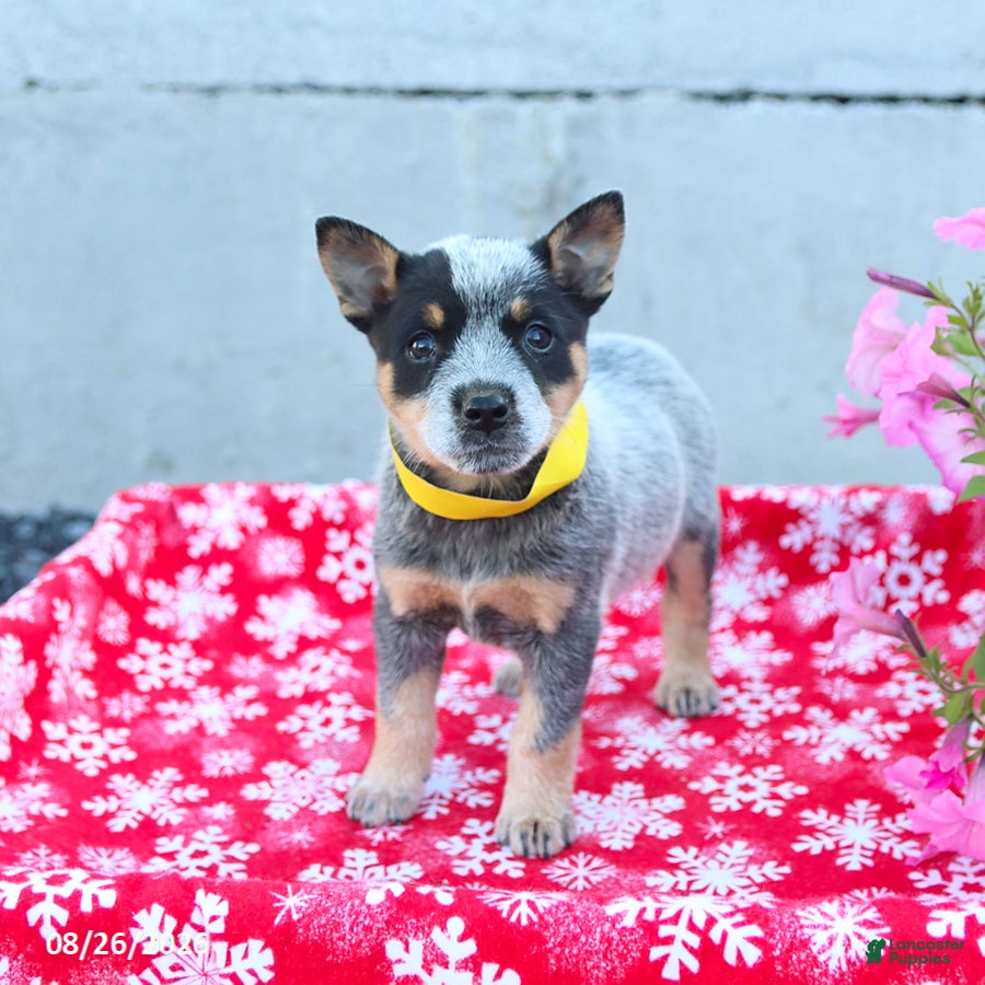 Australian Cattle Dog dogs Archie - Ad 1
