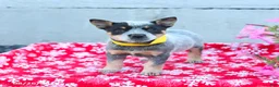 Australian Cattle Dog dogs for sale: Archie - Ad 1