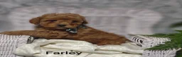 Shihpoo dogs for sale: Farley- on hold - Ad 4