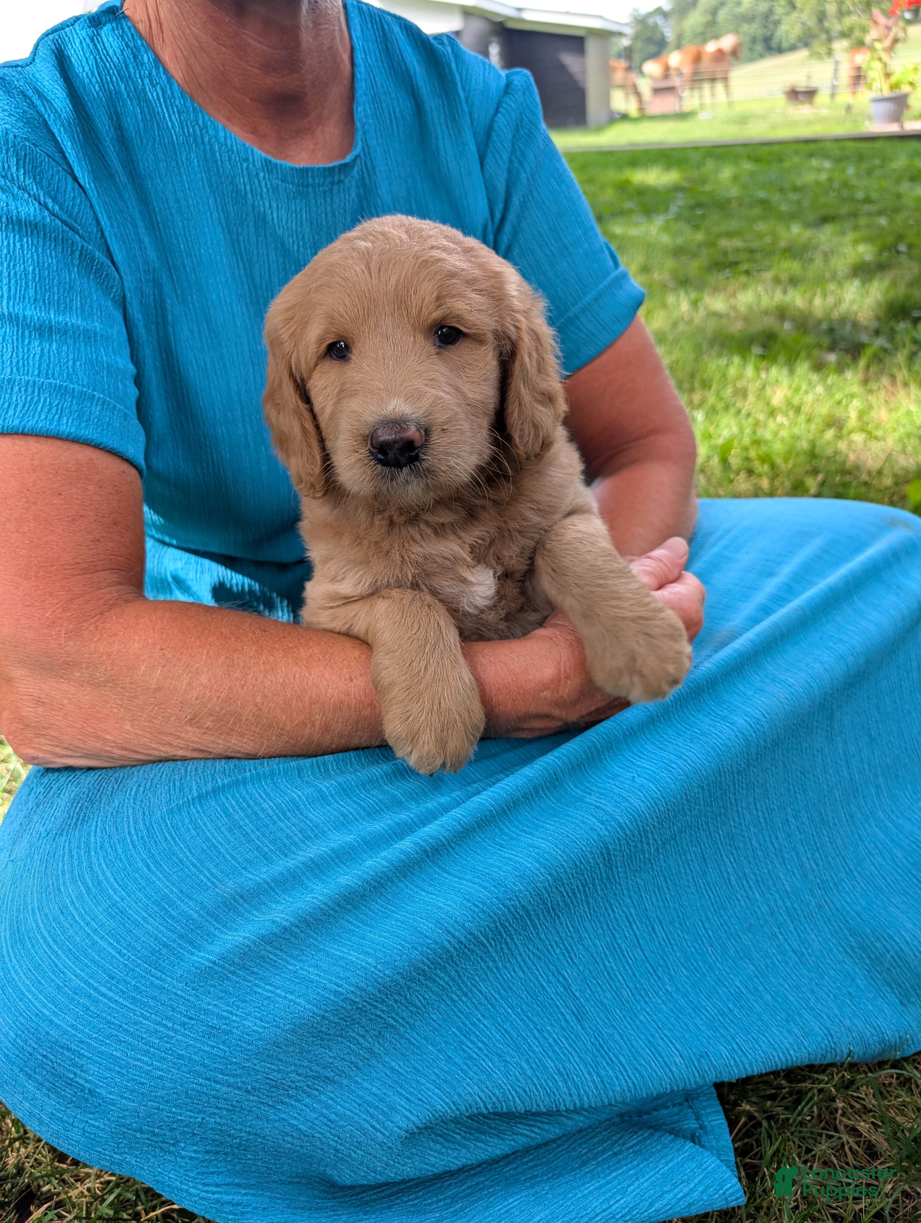 Goldendoodle dogs Mia - Ad 2