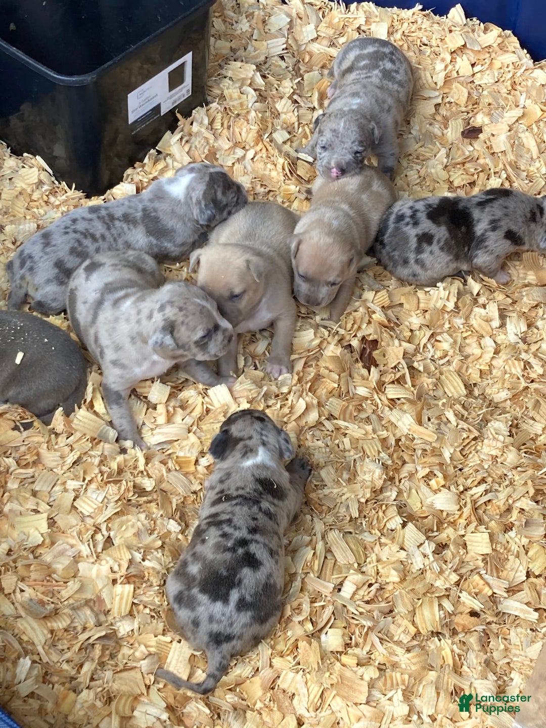 Gallery Image {{count}}