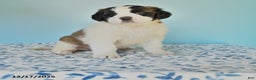 Saint Bernard dogs for sale: Charlotte - Ad 1
