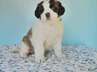Saint Bernard dogs Charlotte - Ad 19
