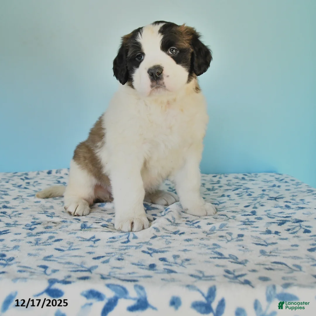 Saint Bernard dogs for sale: Charlotte - Ad 3