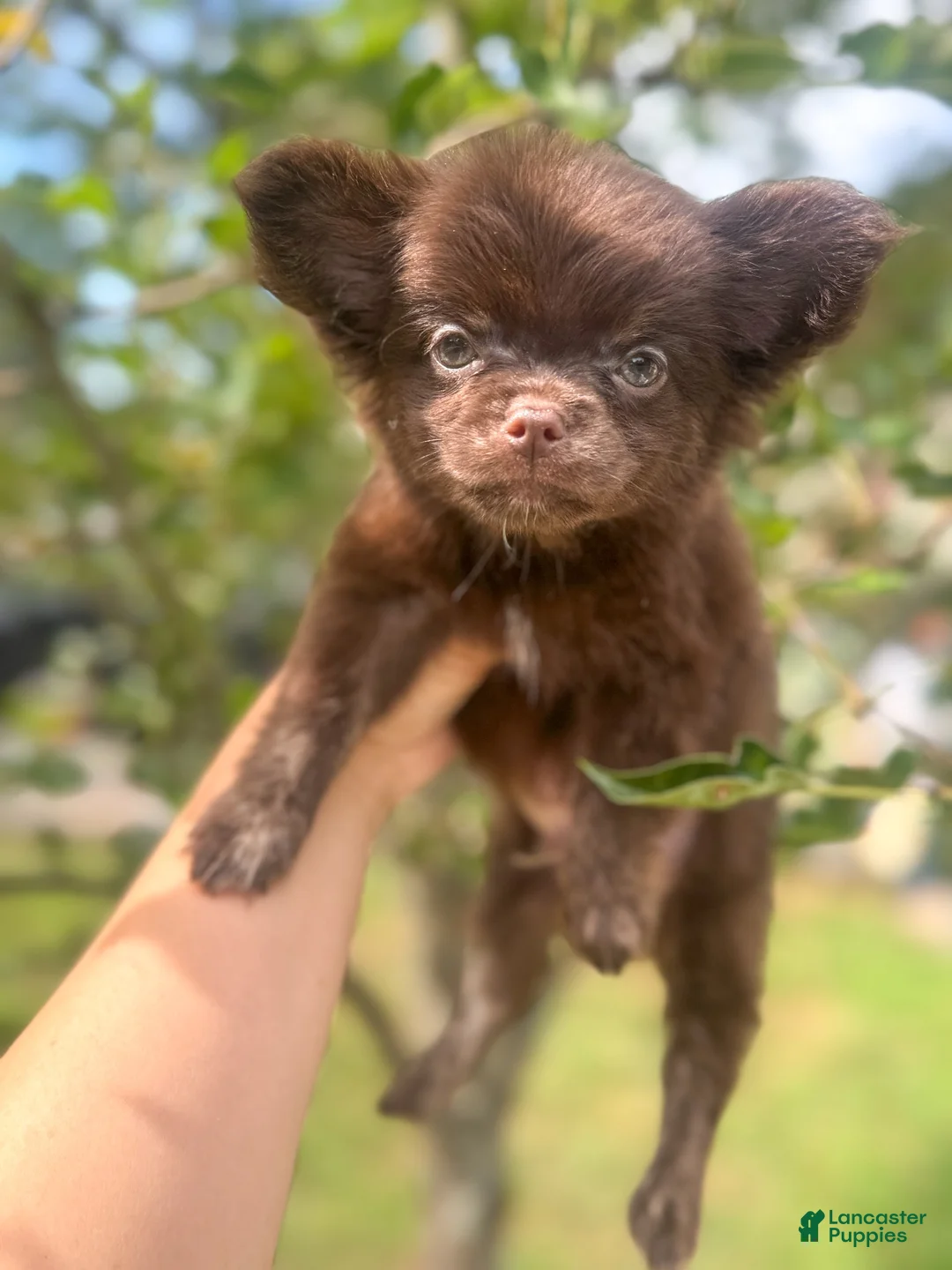 Chihuahua dogs for sale: Zen - Ad 2