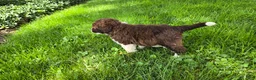 Portuguese Water Dog dogs for sale: Rebecca - Ad 9