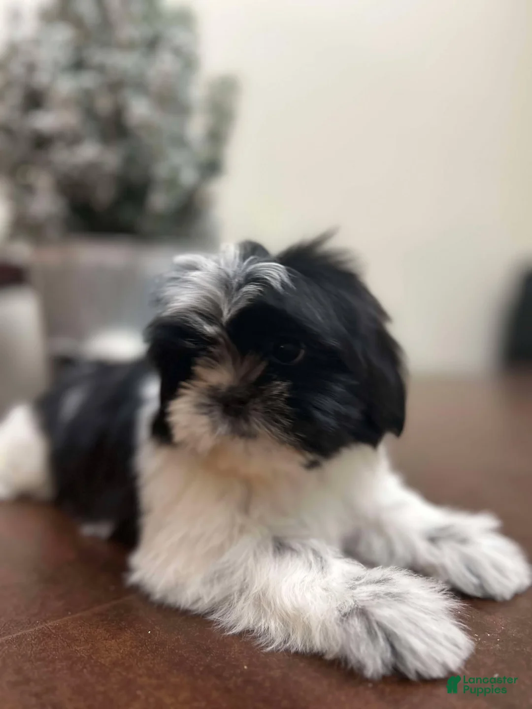 Shih Tzu dogs for sale: May - Ad 3