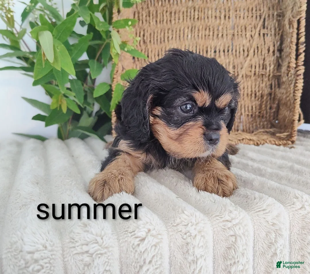 Cavalier King Charles Spaniel dogs for sale: Summer  - Ad 2