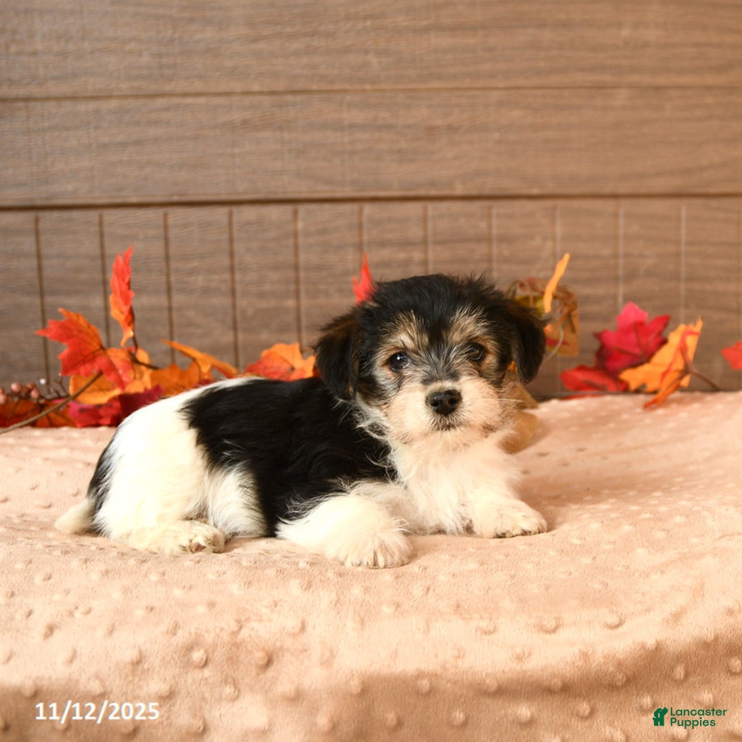 Morkie dogs for sale: Jasmine - Ad 3