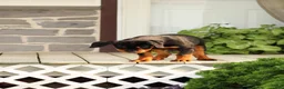Rottweiler dogs for sale: Rottweiler lily - Ad 8