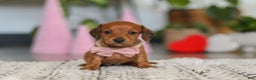 Dachshund dogs for sale: Willow - Ad 3
