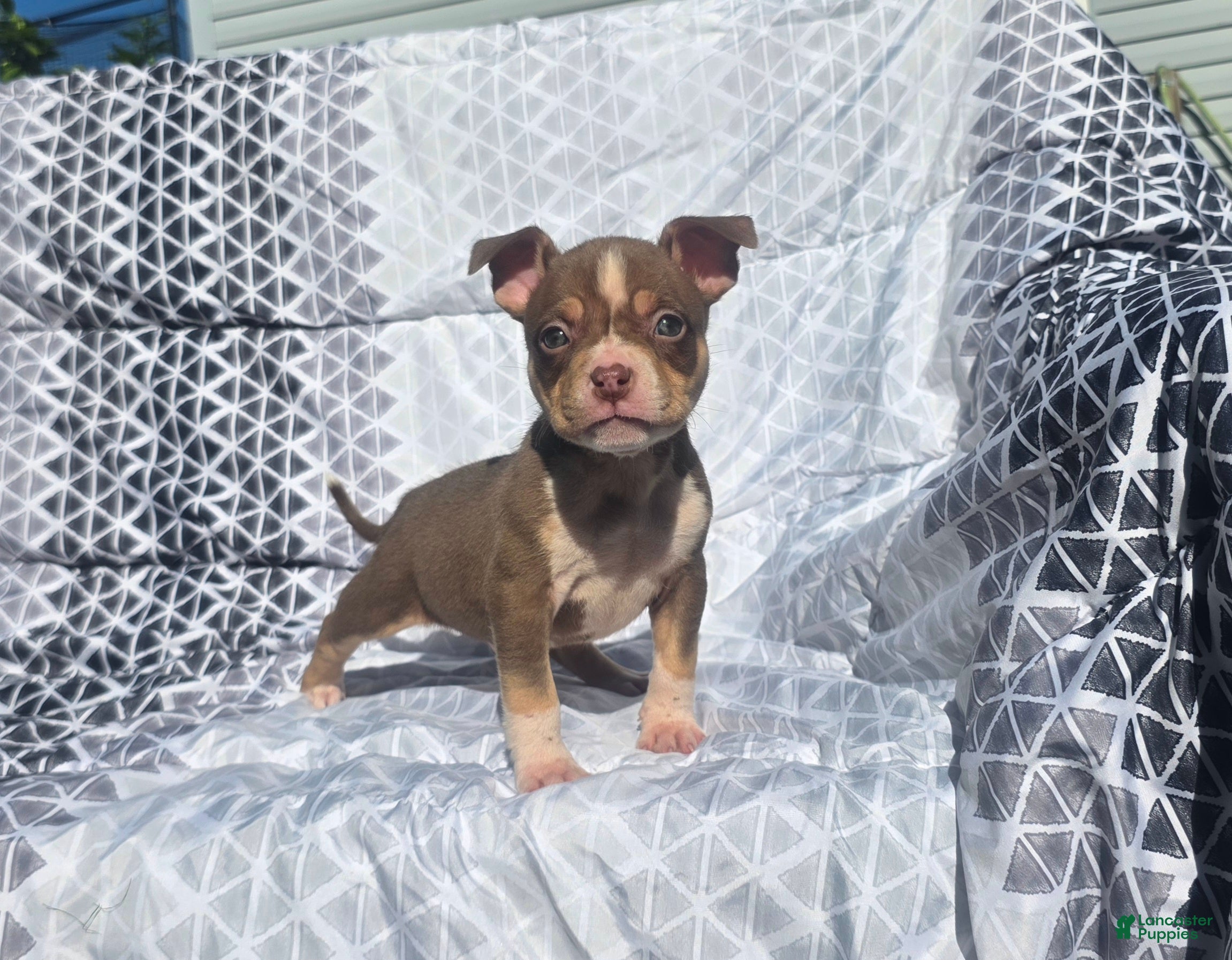 American Bully dogs for sale: Male 2 - Ad 1
