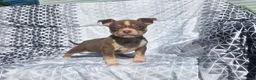 American Bully dogs for sale: Male 2 - Ad 1