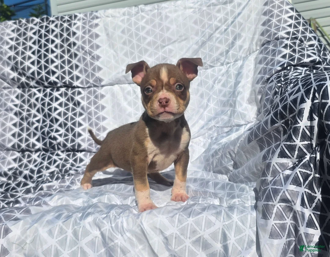 American Bully dogs for sale: Male 2 - Ad 1