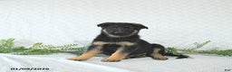 German Shepherd dogs for sale: Zeus - Ad 5